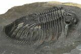 Thysanopeltis Trilobite - Boudib, Morocco #275223-2